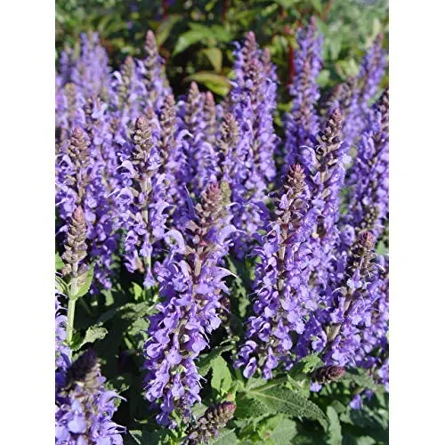 Blue Hill Wood Sage