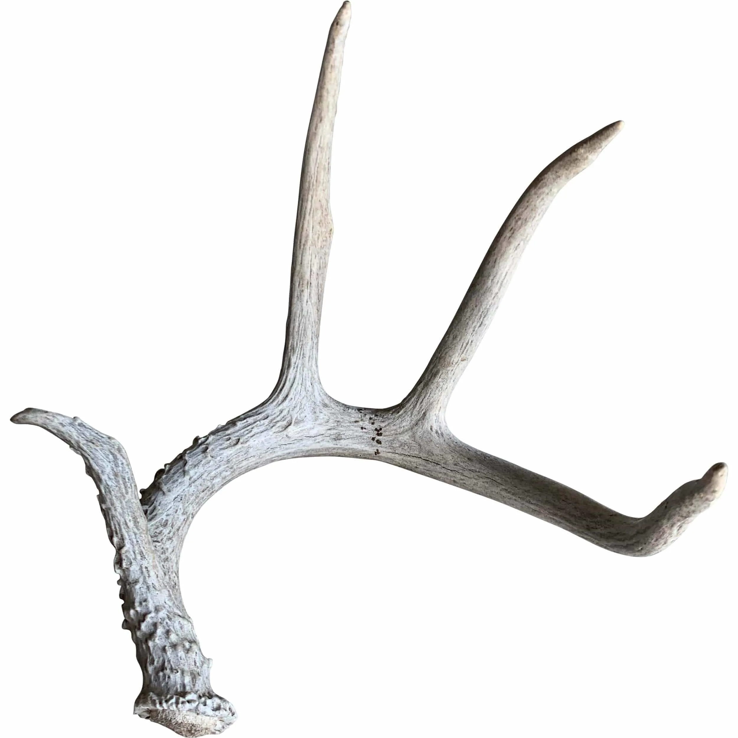 Deer Antler, Medium