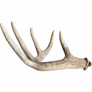 Deer Antler, Medium