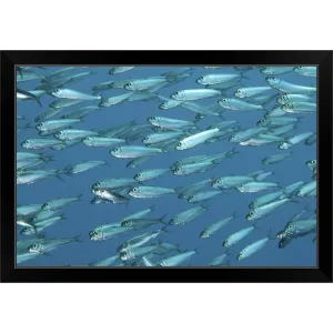 "A school of sardines" Black Framed Print